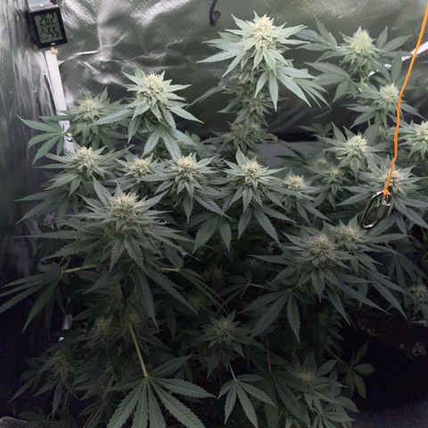 Critical Kush Photo Mainlining 1th Try growlog timeline photo