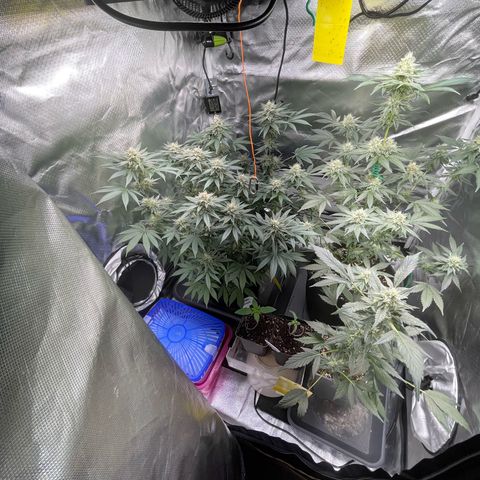 Critical Kush Photo Mainlining 1th Try growlog timeline photo