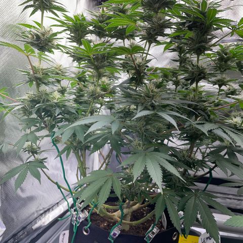 Critical Kush Photo Mainlining 1th Try growlog timeline photo