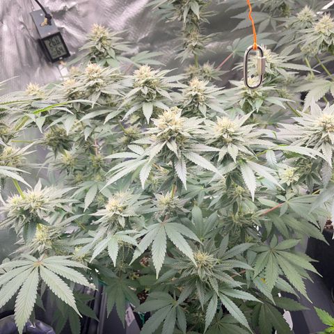 Critical Kush Photo Mainlining 1th Try growlog timeline photo