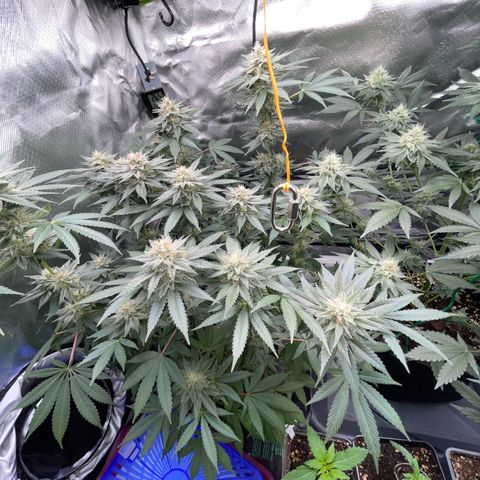 Critical Kush Photo Mainlining 1th Try growlog timeline photo