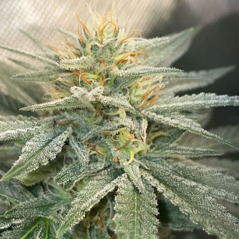 Critical Kush Photo Mainlining 1th Try growlog timeline photo