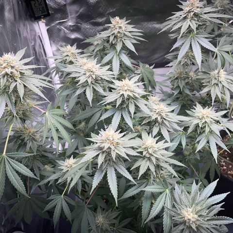Critical Kush Photo Mainlining 1th Try growlog timeline photo