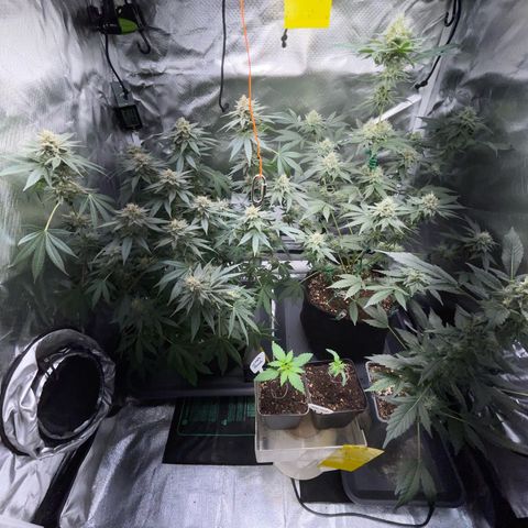 Critical Kush Photo Mainlining 1th Try growlog timeline photo