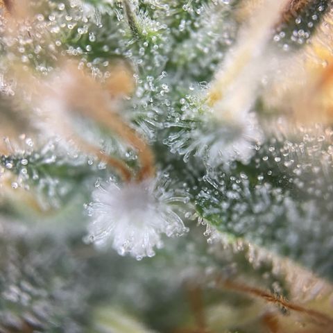 Critical Kush Photo Mainlining 1th Try growlog timeline photo