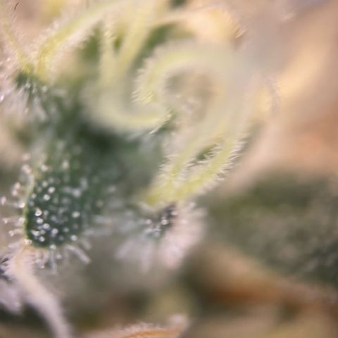 Critical Kush Photo Mainlining 1th Try growlog timeline photo