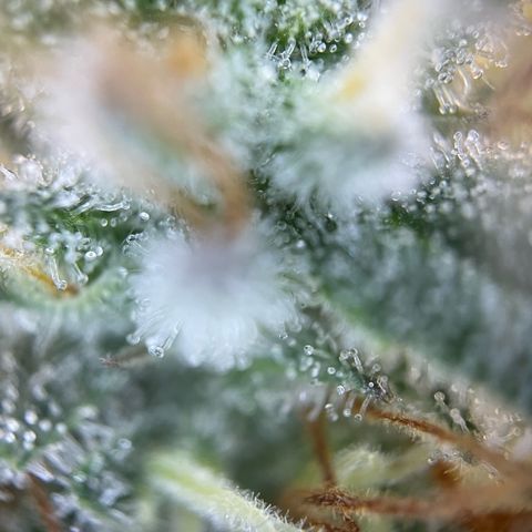 Critical Kush Photo Mainlining 1th Try growlog timeline photo