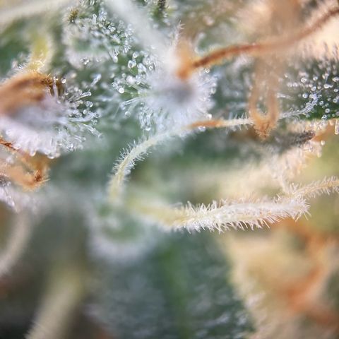 Critical Kush Photo Mainlining 1th Try growlog timeline photo