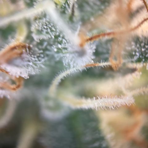 Critical Kush Photo Mainlining 1th Try growlog timeline photo