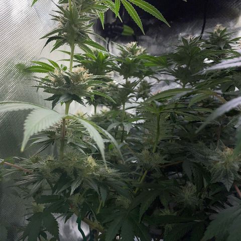 Critical Kush Photo Mainlining 1th Try growlog timeline photo