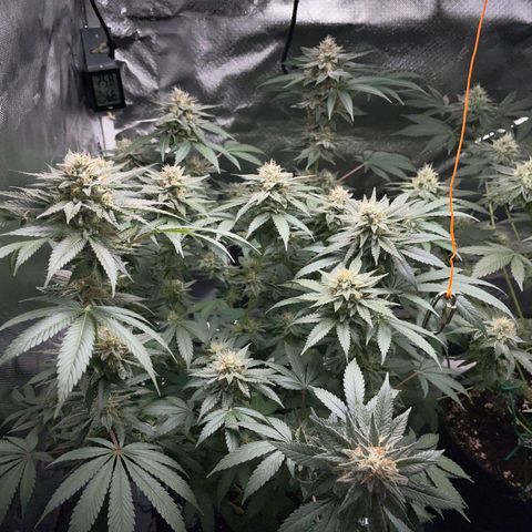 Critical Kush Photo Mainlining 1th Try growlog timeline photo