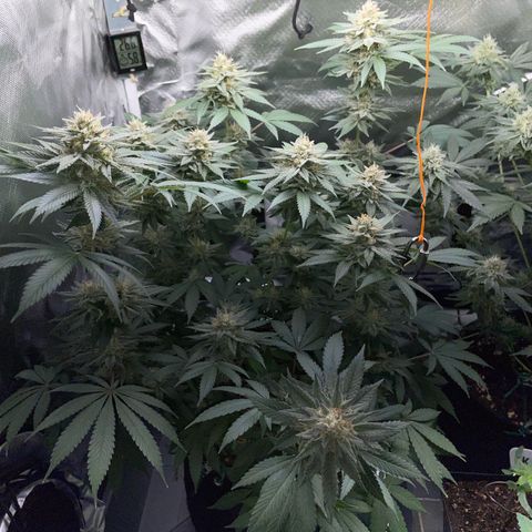 Critical Kush Photo Mainlining 1th Try growlog timeline photo