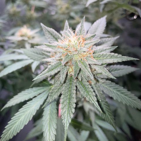 Critical Kush Photo Mainlining 1th Try growlog timeline photo