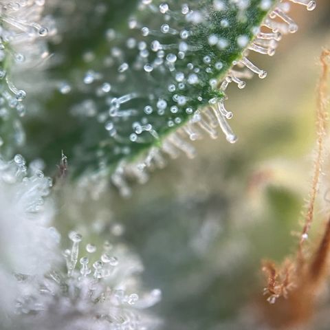 Critical Kush Photo Mainlining 1th Try growlog timeline photo