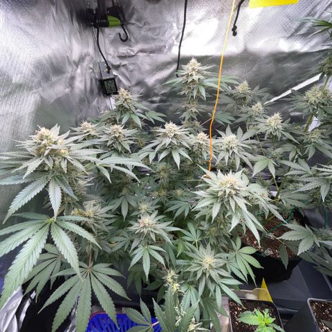 Critical Kush Photo Mainlining 1th Try growlog timeline photo