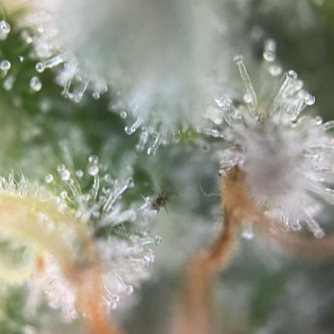 Critical Kush Photo Mainlining 1th Try growlog timeline photo