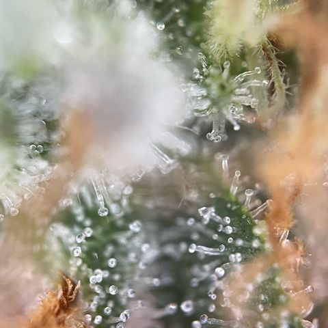 Critical Kush Photo Mainlining 1th Try growlog timeline photo