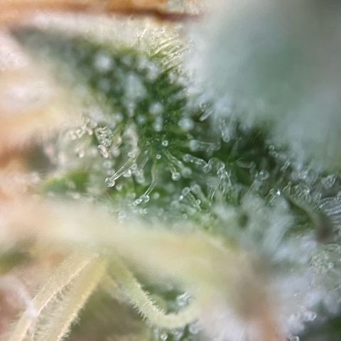 Critical Kush Photo Mainlining 1th Try growlog timeline photo
