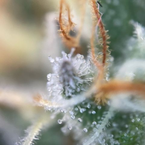 Critical Kush Photo Mainlining 1th Try growlog timeline photo