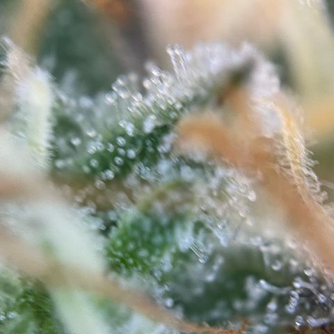 Critical Kush Photo Mainlining 1th Try growlog timeline photo