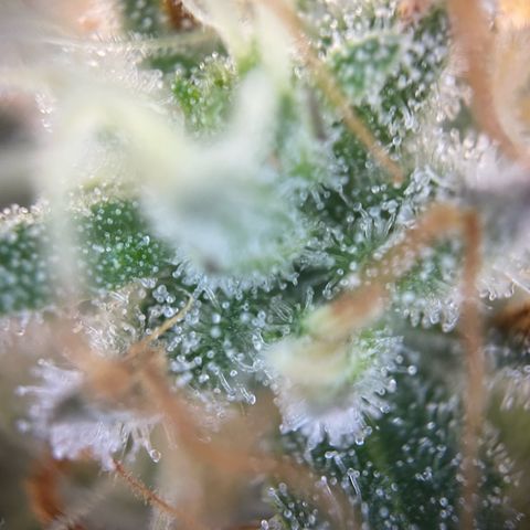 Critical Kush Photo Mainlining 1th Try growlog timeline photo