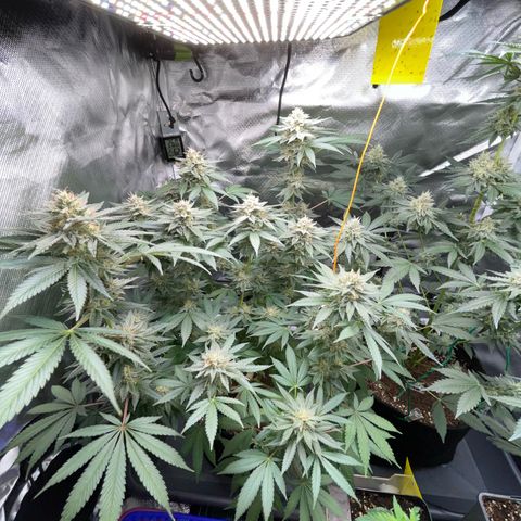 Critical Kush Photo Mainlining 1th Try growlog timeline photo