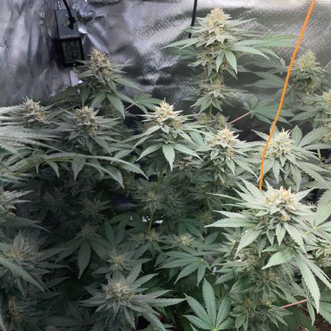 Critical Kush Photo Mainlining 1th Try growlog timeline photo