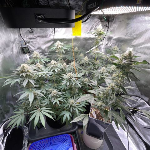 Critical Kush Photo Mainlining 1th Try growlog timeline photo
