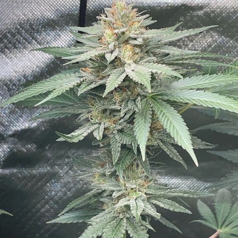Critical Kush Photo Mainlining 1th Try growlog timeline photo