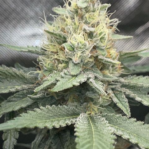 Critical Kush Photo Mainlining 1th Try growlog timeline photo
