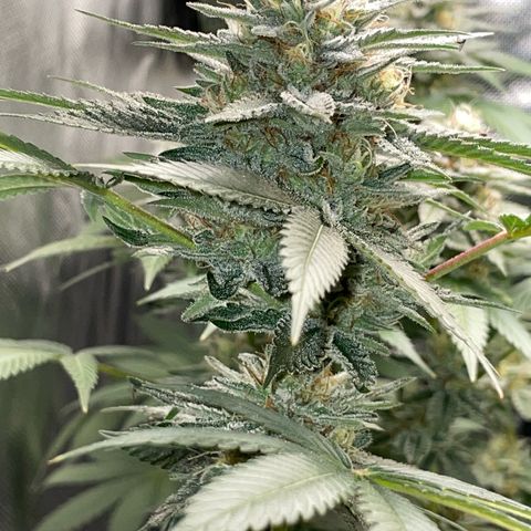 Critical Kush Photo Mainlining 1th Try growlog timeline photo