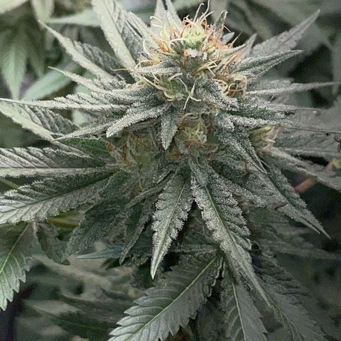 Critical Kush Photo Mainlining 1th Try growlog timeline photo