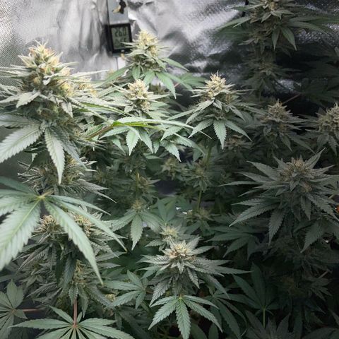 Critical Kush Photo Mainlining 1th Try growlog timeline photo