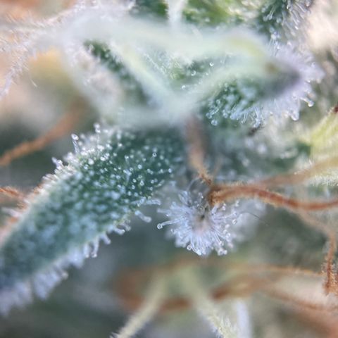 Critical Kush Photo Mainlining 1th Try growlog timeline photo