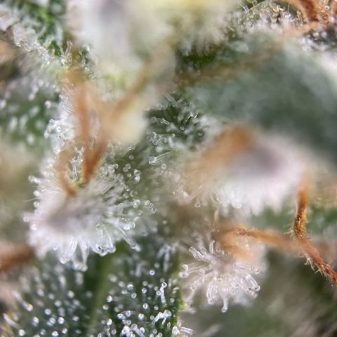 Critical Kush Photo Mainlining 1th Try growlog timeline photo
