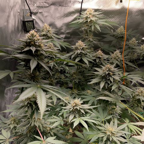 Critical Kush Photo Mainlining 1th Try growlog timeline photo