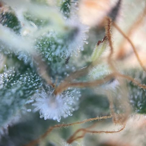 Critical Kush Photo Mainlining 1th Try growlog timeline photo