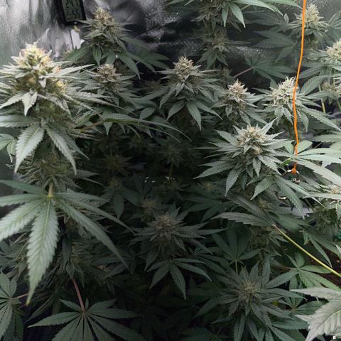 Critical Kush Photo Mainlining 1th Try growlog timeline photo