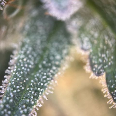 Critical Kush Photo Mainlining 1th Try growlog timeline photo