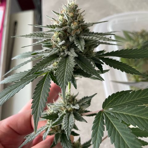 Critical Kush Photo Mainlining 1th Try growlog timeline photo