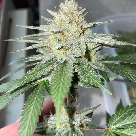Critical Kush Photo Mainlining 1th Try growlog timeline photo