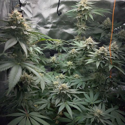 Critical Kush Photo Mainlining 1th Try growlog timeline photo