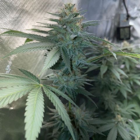 Critical Kush Photo Mainlining 1th Try growlog timeline photo
