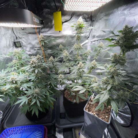 Critical Kush Photo Mainlining 1th Try growlog timeline photo