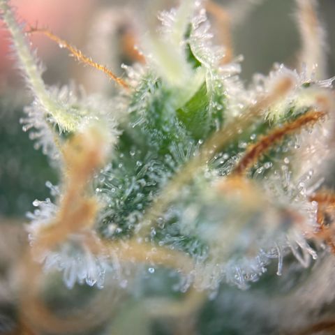 Critical Kush Photo Mainlining 1th Try growlog timeline photo