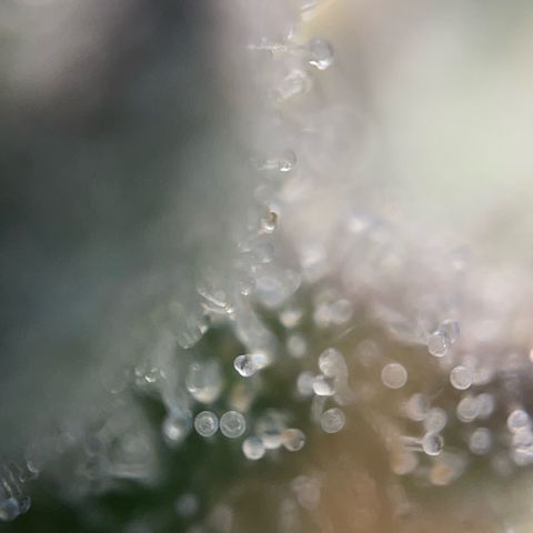 Critical Kush Photo Mainlining 1th Try growlog timeline photo