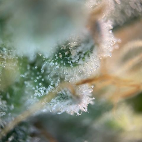 Critical Kush Photo Mainlining 1th Try growlog timeline photo