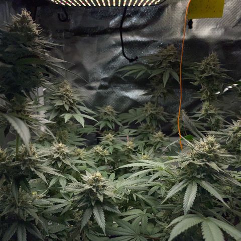 Critical Kush Photo Mainlining 1th Try growlog timeline photo