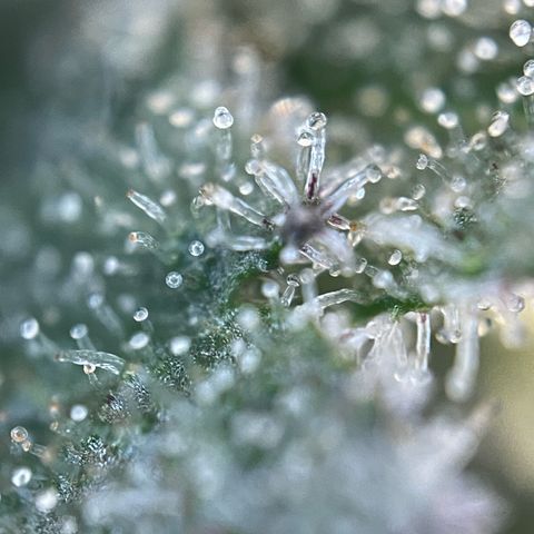 Critical Kush Photo Mainlining 1th Try growlog timeline photo