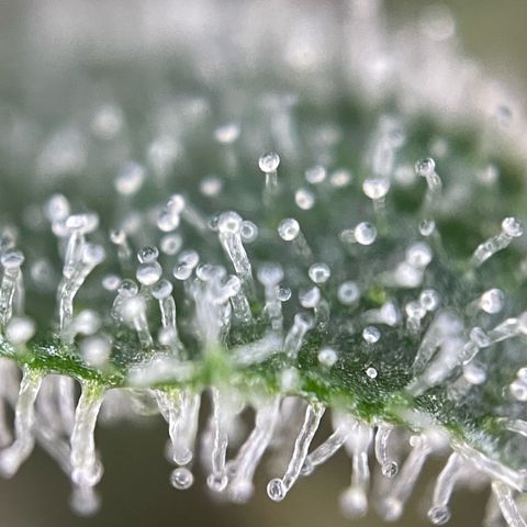 Critical Kush Photo Mainlining 1th Try growlog timeline photo